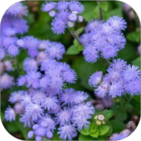 Bunga Ageratum