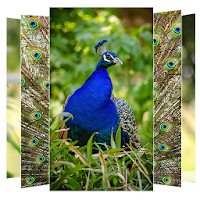 Peacock Wallpapers
