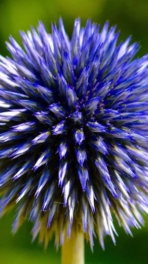 Globe Thistle Wallpaper Screenshot 1