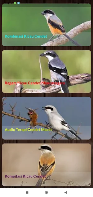 Cendet Madura Gacor Ngerol Screenshot 2