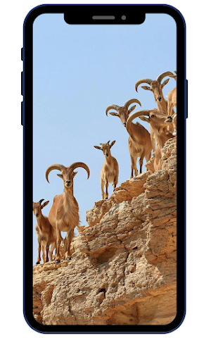 Goat Wallpapers Screenshot 1