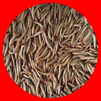 silkworm cultivation hongkong