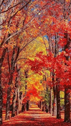 Fall Wallpaper HD Screenshot 3