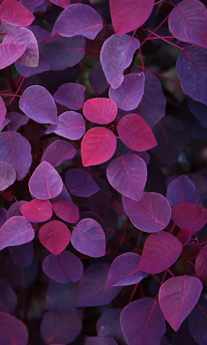 Leaf Wallpapers Screenshot 3