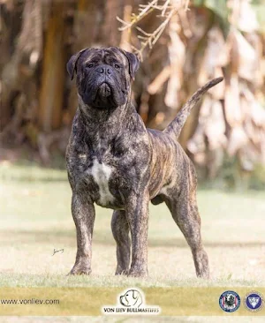 Bullmastiff Dog Wallpapers Screenshot 2