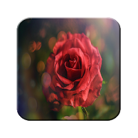 Rose wallpaper