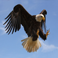 RADIO WEB VALENTES DE DAVI JF