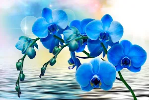 Orchids Wallpapers Screenshot 3