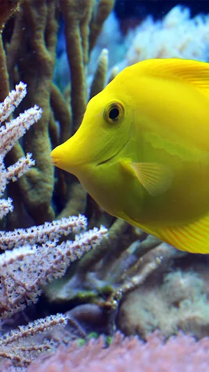 coral fish live wallpaper Screenshot 0