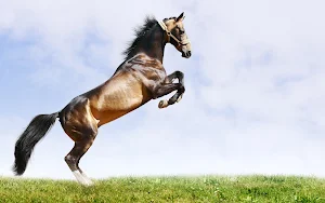 Horse Wallpapers 2 Screenshot 0