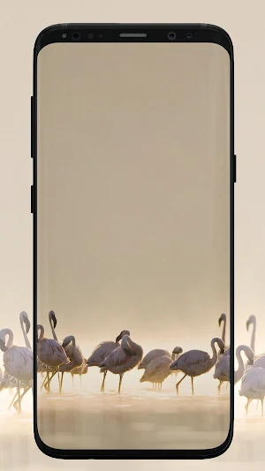 Flamingo Wallpaper Screenshot 0