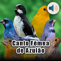 Canto Fêmea de Azulão
