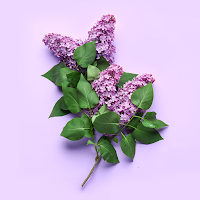 Lilacs Theme +HOME
