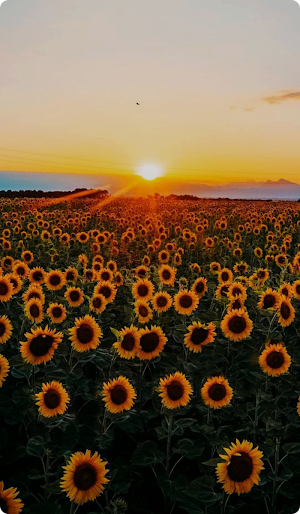 Sunflower Wallpaper 2024 Screenshot 3