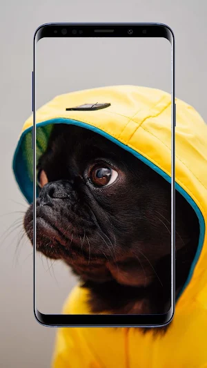 Pug Dog Wallpapers Screenshot 0