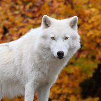 White Wolf Wallpapers