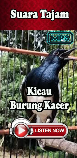 Pemikat Kacer Ampuh Full Isian Screenshot 1