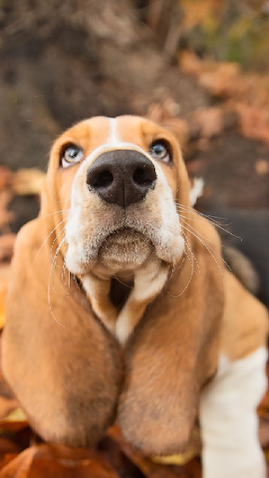 Basset Hound Wallpapers Screenshot 0