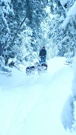 Dog Sledding Wallpaper Screenshot 0