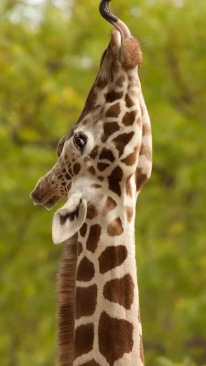 Giraffe wallpaper Screenshot 2