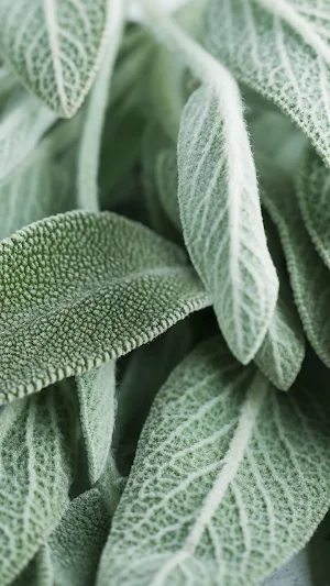 Sage Wallpaper Screenshot 0