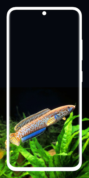 Channa Fish Wallpaper 4K HD Screenshot 0