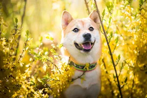 Shiba Inu Dog Wallpaper HD Screenshot 0