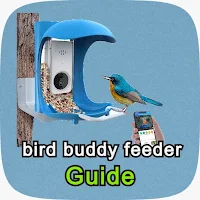 bird buddy feeder guide
