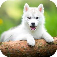 Puppy Wallpaper 2023