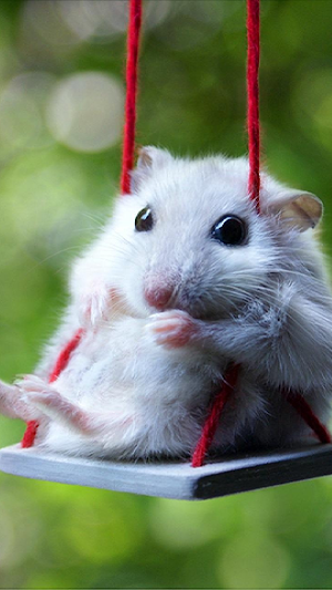 Wallpapers Hamsters Screenshot 2