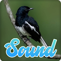 Suara Kicau Burug Kacer
