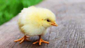 Chicks Sounds - Chirping Noise Screenshot 3