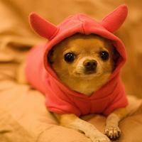 Chihuahua Wallpapers