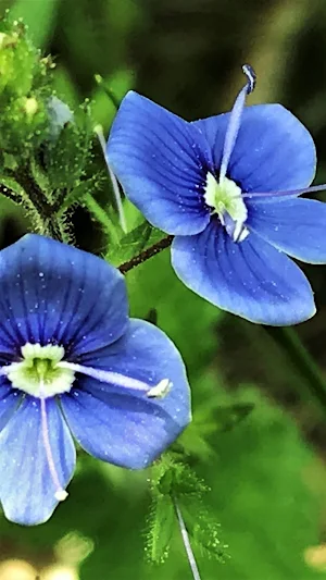 Veronica Wallpaper Screenshot 0
