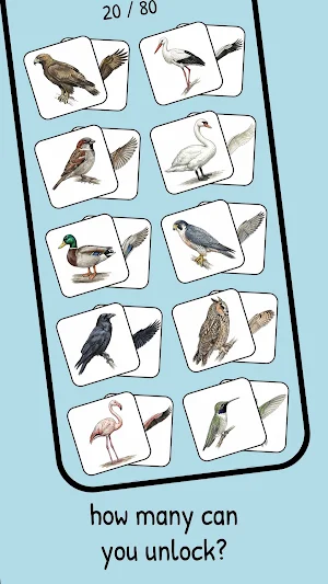 memolki • birds Screenshot 1