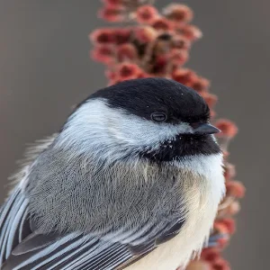 Chickadee Sounds Screenshot 0