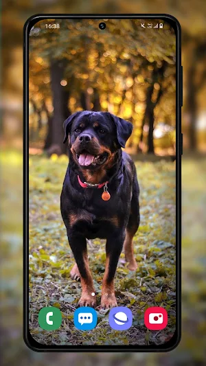 Rottweilers dog wallpapers Screenshot 2