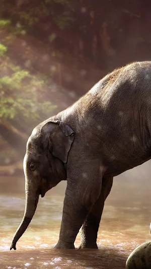 baby elephant wallpaper Screenshot 0