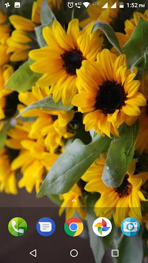 Sunflower Wallpaper Hd Screenshot 1