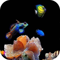 Aquarium Fish Wallpaper