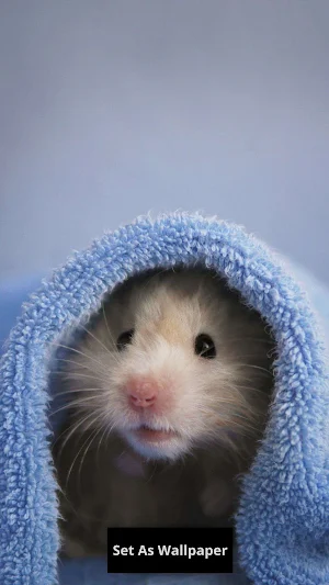 Hamster Wallpaper Screenshot 1