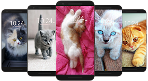 😻 Kitten & Cat Wallpaper HD 😻 Screenshot 0