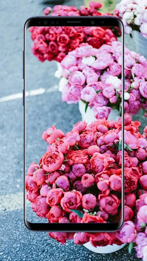 Peonies Flower Wallpapers Screenshot 0