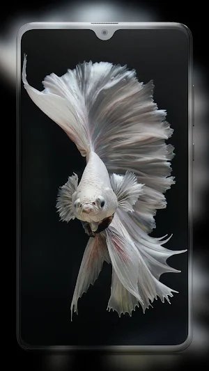 Betta Fish Wallpapers HD Screenshot 1
