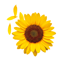 C.R. GIRASOLES Cali