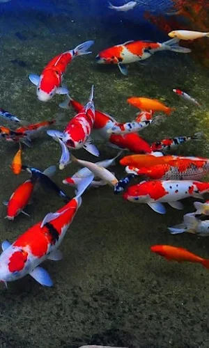 Koi Fish HD Wallpapers Screenshot 0