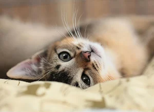 Wallpaper Cat Collection Screenshot 0