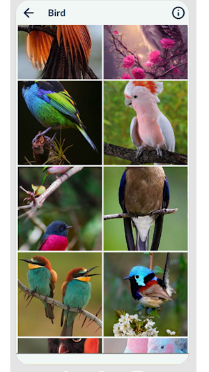 Bird Wallpaper Screenshot 3