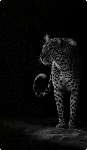 Cheetah Wallpaper HD Screenshot 1
