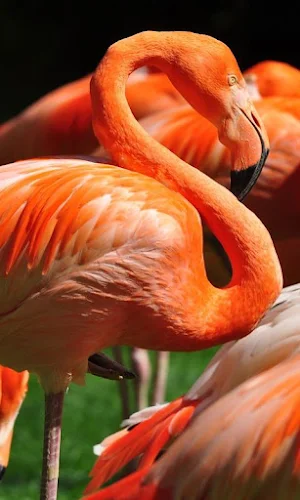 Flamingo HD Wallpapers Screenshot 3